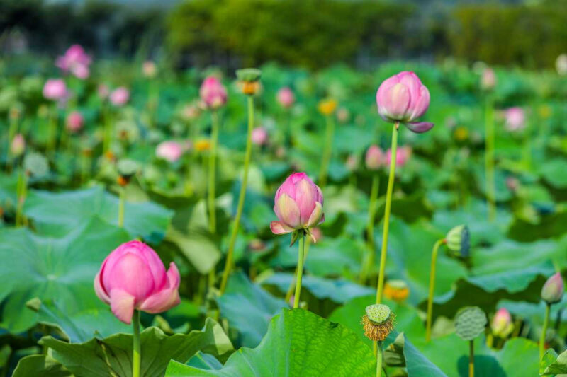 「560年前の種が19万㎡に」ソウル近郊で絶景の蓮の花スポットが話題