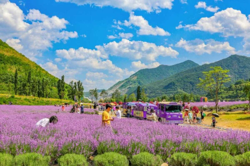 「40年間採石場だった場所」が、今はラベンダーの楽園に