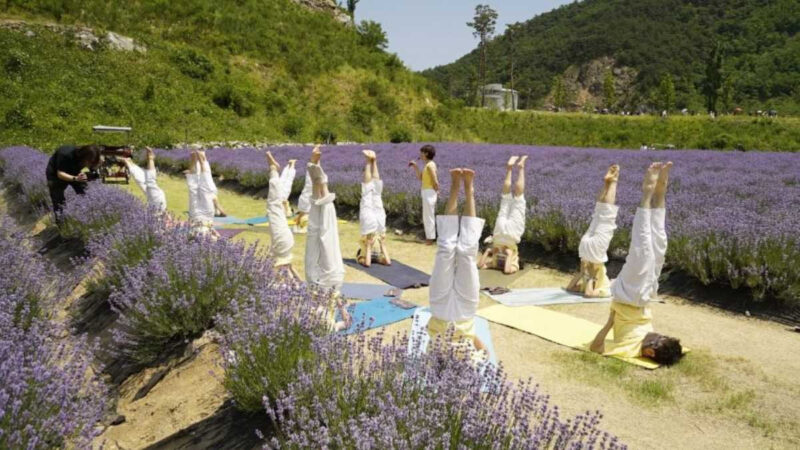 「40年間採石場だった場所」が、今はラベンダーの楽園に