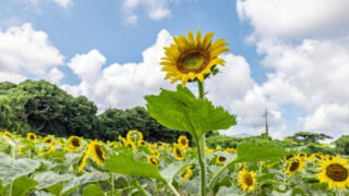 「75万本のひまわり、圧巻！」お金をかけずに楽しめる済州島の超豪華スポットとは？