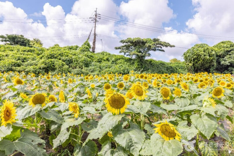 「75万本のひまわり、圧巻！」お金をかけずに楽しめる済州島の超豪華スポットとは？