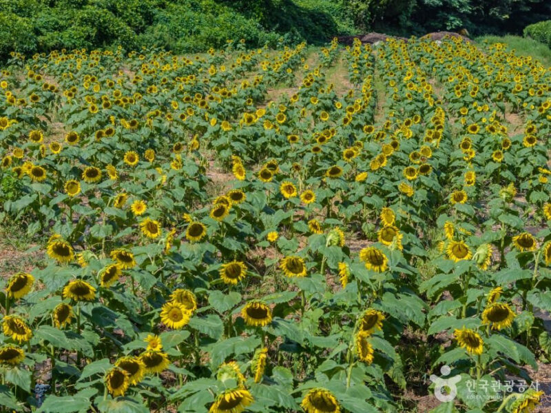 「75万本のひまわり、圧巻！」お金をかけずに楽しめる済州島の超豪華スポットとは？