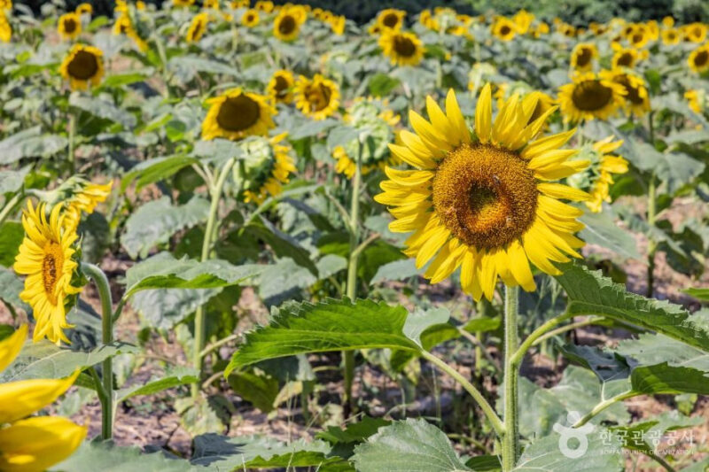 「75万本のひまわり、圧巻！」お金をかけずに楽しめる済州島の超豪華スポットとは？