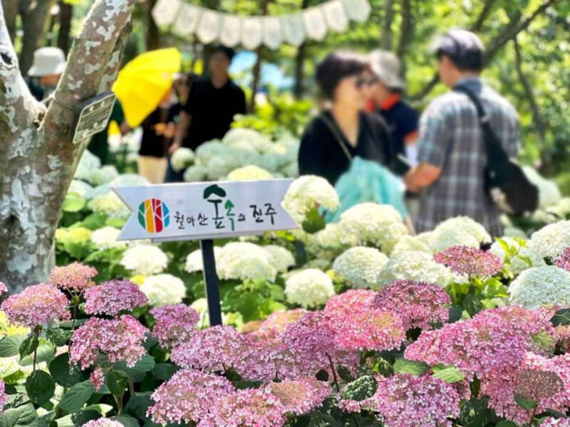 「春の使者から夏の使者へ」初夏の紫陽花まつりが開幕