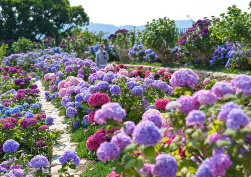 「春の使者から夏の使者へ」初夏の紫陽花まつりが開幕