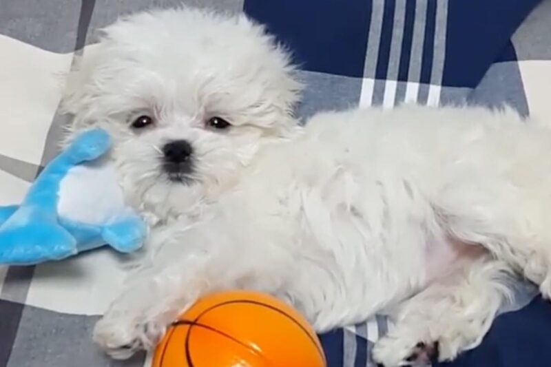 ク・ソンファン、愛犬との死別から3ヶ月…現在の心境を明かす