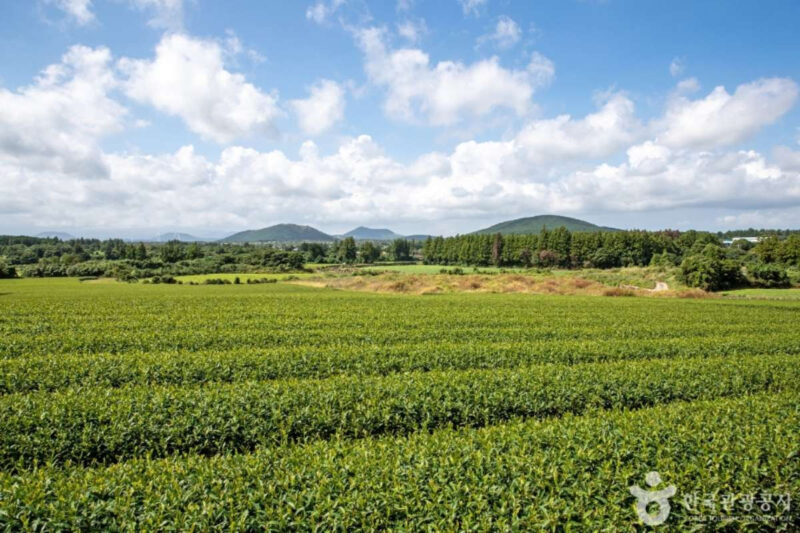 「こんな場所が?」済州島の茶畑で発見された、韓国最高峰の溶岩洞窟が凄すぎる