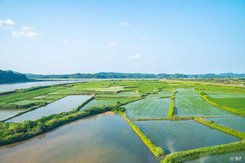 「韓国初の豆の産地」身分証なしでは入れない？謎に包まれた坡州の村の正体
