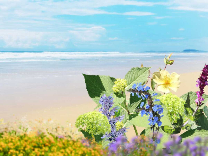 花・森・渓谷・海・体験を網羅！全国のおすすめ絶景＆体験旅スポットまとめ