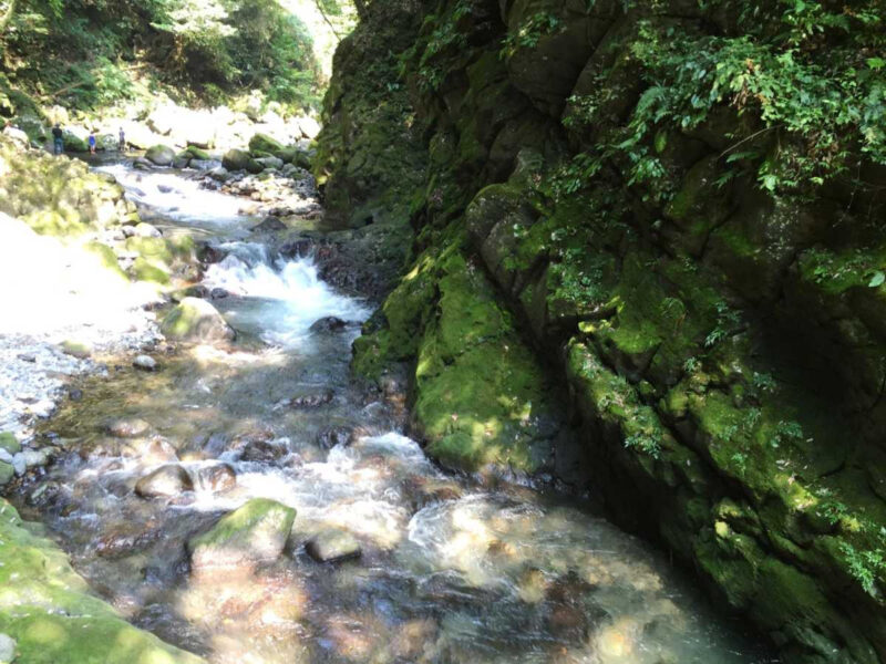 花・森・渓谷・海・体験を網羅！全国のおすすめ絶景＆体験旅スポットまとめ