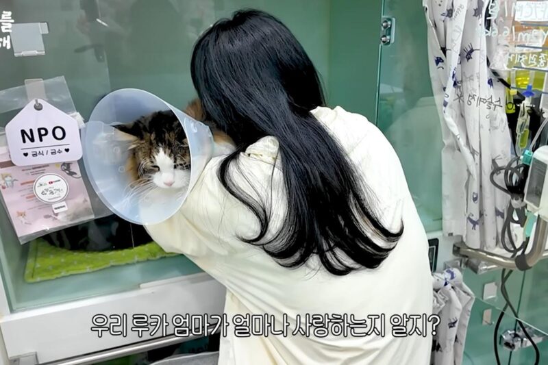 キム・ジョンナン、愛猫の肝臓がん闘病を告白…ついに「手術」へ