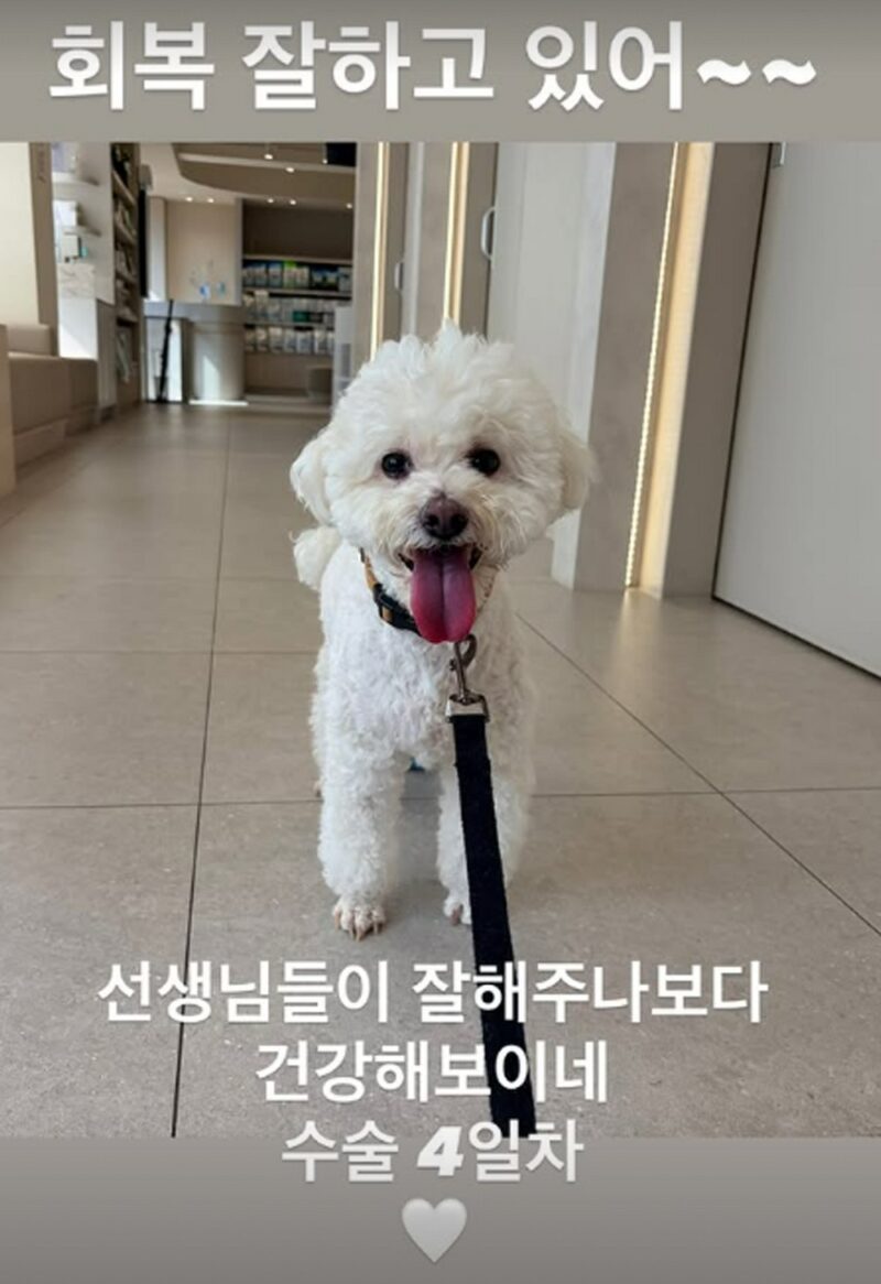 「박시은♥」진태현、愛犬の手術から4日…「元気そうで安心」
