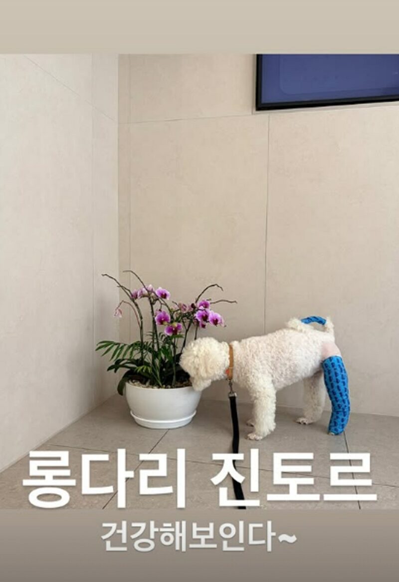 「박시은♥」진태현、愛犬の手術から4日…「元気そうで安心」