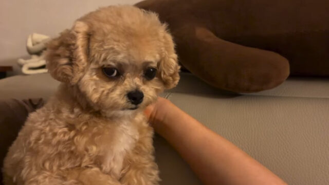 チャン・ヒョユン、愛犬との愉快な日常を公開…拗ねた表情まで可愛すぎると話題に