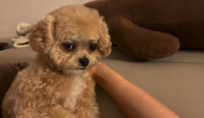 チャン・ヒョユン、愛犬との愉快な日常を公開…拗ねた表情まで可愛すぎると話題に