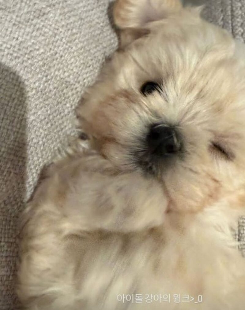 【犬と飼い主、どっちがどっち?】Winter(ウィンター)、“初心者飼い主”の日常を公開
