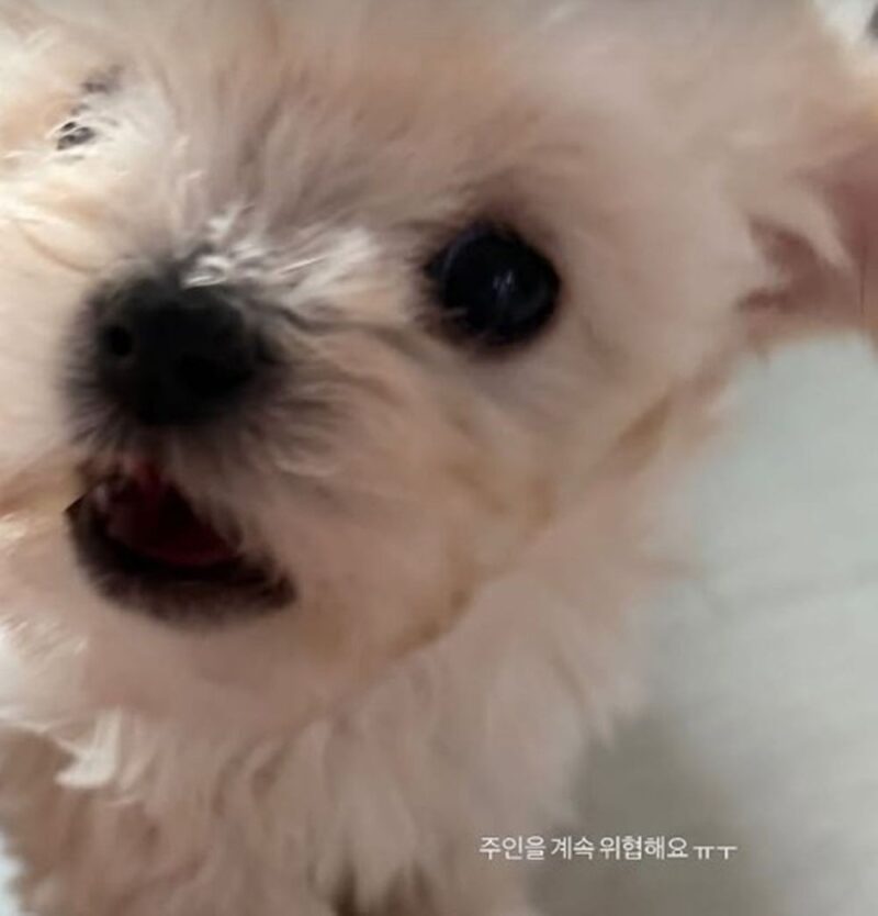 【犬と飼い主、どっちがどっち?】Winter(ウィンター)、“初心者飼い主”の日常を公開