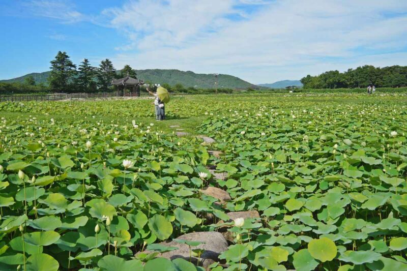 「東・西・南の海を抑えて1位」今年の夏休みは慶尚北道の「ここ」で決まり!