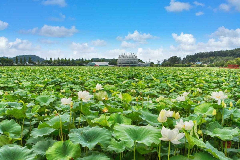 「強烈な日差しと蝉時雨がこんなに心地いいなんて」夏限定の日帰り絶景スポット