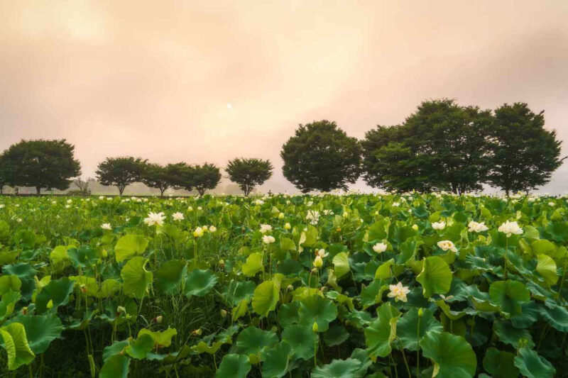 「強烈な日差しと蝉時雨がこんなに心地いいなんて」夏限定の日帰り絶景スポット