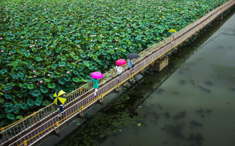 「強烈な日差しと蝉時雨がこんなに心地いいなんて」夏限定の日帰り絶景スポット