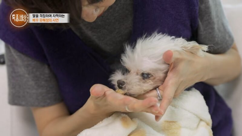 「ユ・ヘジョン(離婚)、17歳の愛犬が火災防ぐ…“母の命を二度救ったチャンア”(『特種世界』)」