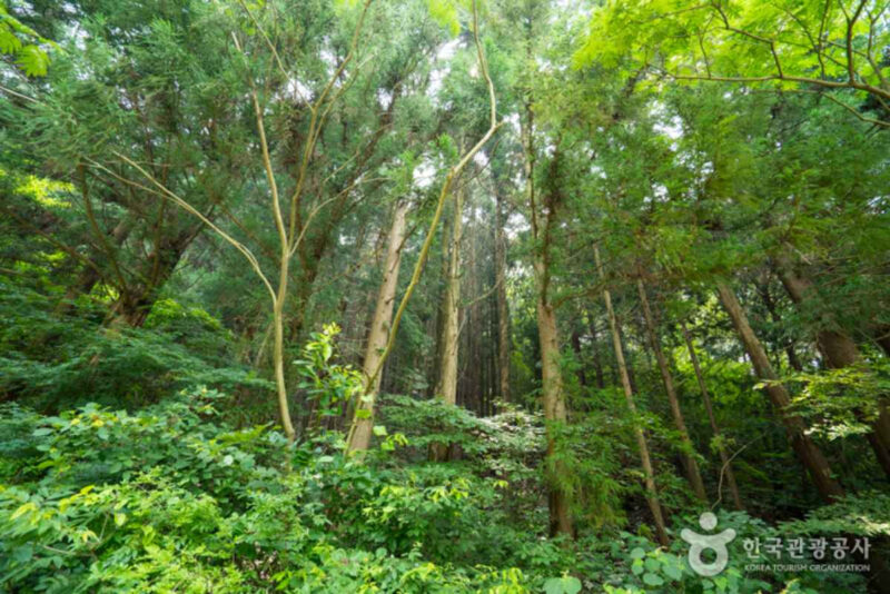 「空気良くて格安」予約開始即完売！話題の“奇想天外”な絶景スポットとは
