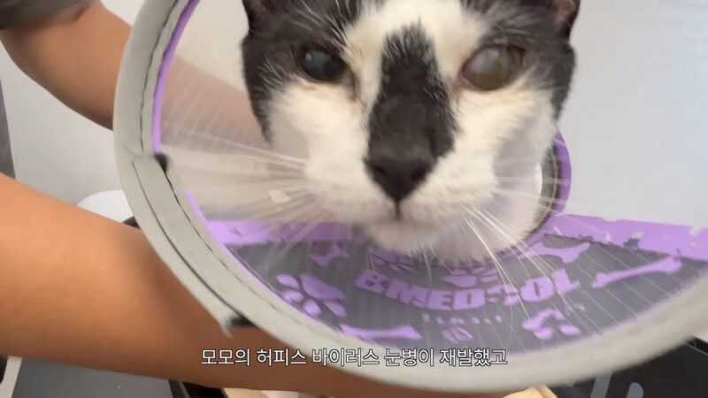 '流産→甲状腺がん闘病' 女優、手術5年で再発→韓国去った…「時限爆弾を抱えて生きる気分」