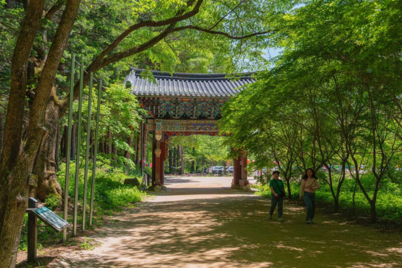 韓国の避暑地！息をのむ絶景が広がる「高原の旅先」おすすめスポット