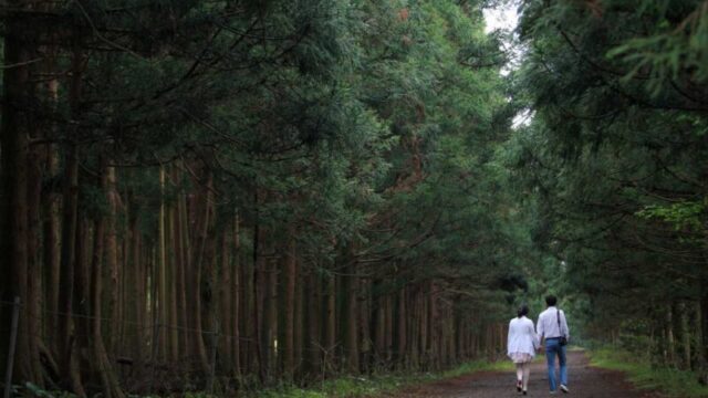高麗・朝鮮王朝から日本統治時代まで…歴史を刻む済州島の「名品」の森