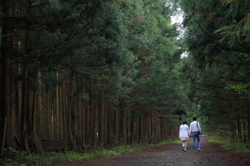 高麗・朝鮮王朝から日本統治時代まで…歴史を刻む済州島の「名品」の森
