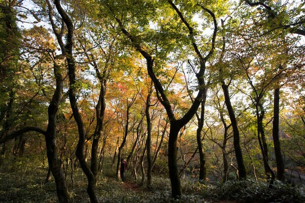 高麗・朝鮮王朝から日本統治時代まで…歴史を刻む済州島の「名品」の森