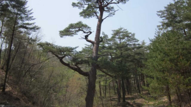 「樹齢500年の松に会いに行く」朝鮮時代から生き続ける蔚珍（ウルジン）の秘密の森