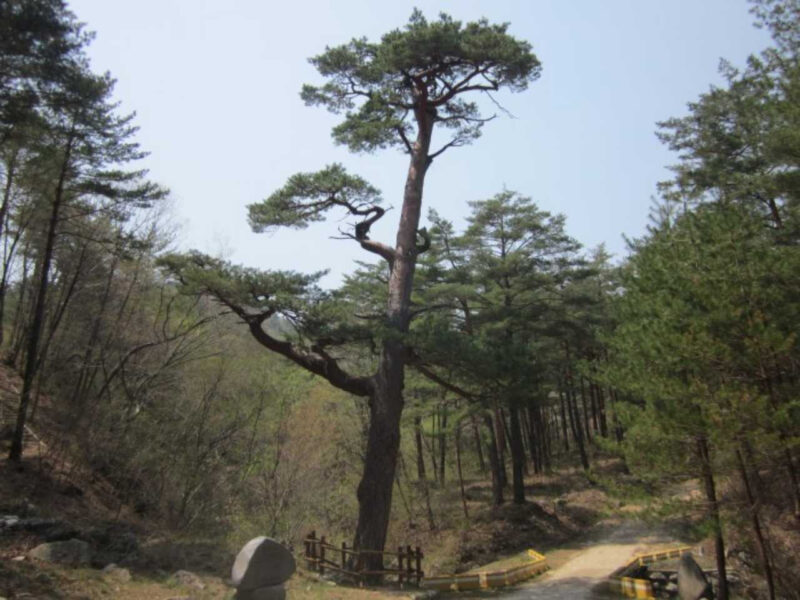「樹齢500年の松に会いに行く」朝鮮時代から生き続ける蔚珍（ウルジン）の秘密の森