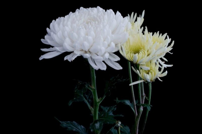 「野菊（トゥルグックァ）」チェ・グヒさん死去…葬儀を執り行う