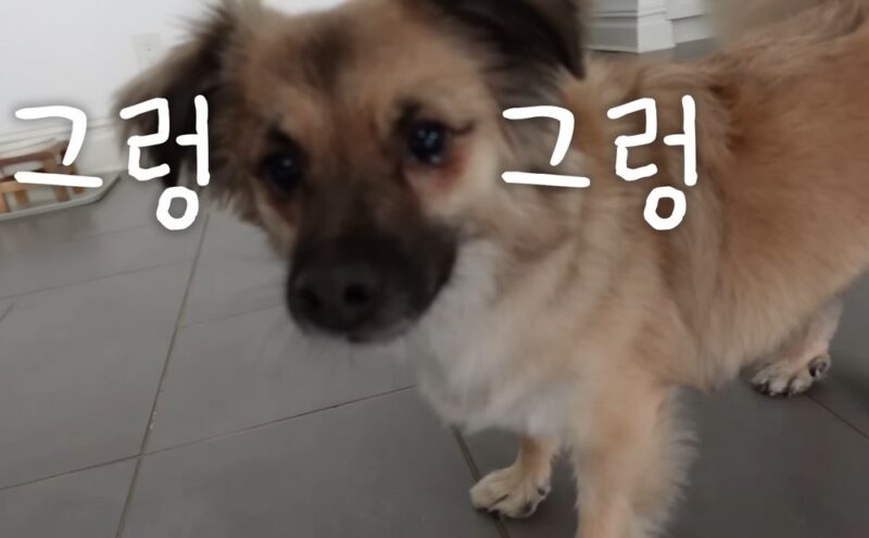 「ソン・テヨン♥」クォン・サンウ、涙を流す愛犬に笑顔…ネットユーザー「病院に連れて行ってあげて」