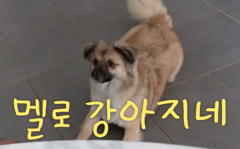 「ソン・テヨン♥」クォン・サンウ、涙を流す愛犬に笑顔…ネットユーザー「病院に連れて行ってあげて」