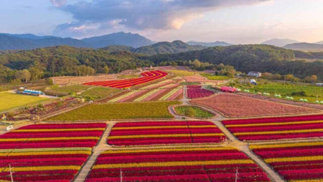 15万㎡が秋の花で埋め尽くされる場所があるって本当？