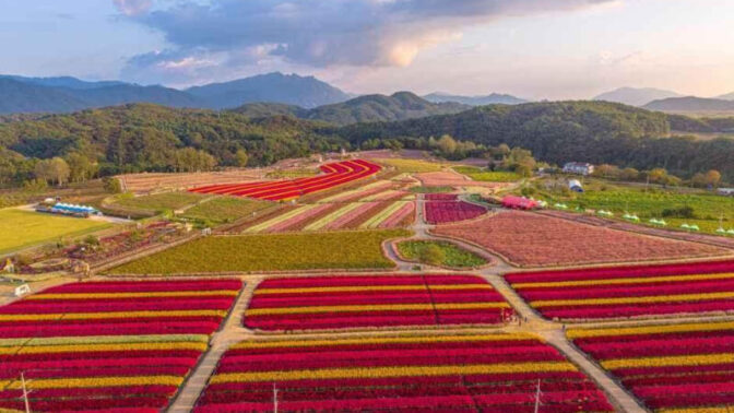 15万㎡が秋の花で埋め尽くされる場所があるって本当？