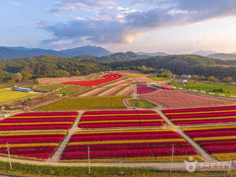 15万㎡が秋の花で埋め尽くされる場所があるって本当？