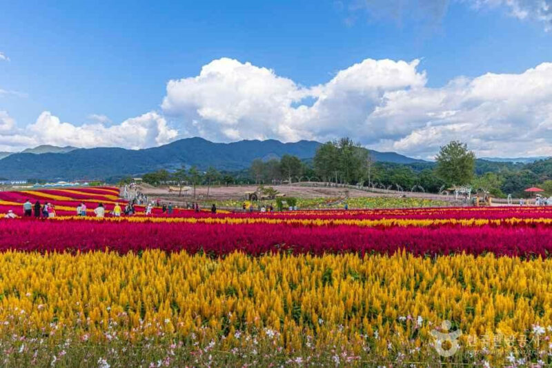 15万㎡が秋の花で埋め尽くされる場所があるって本当？