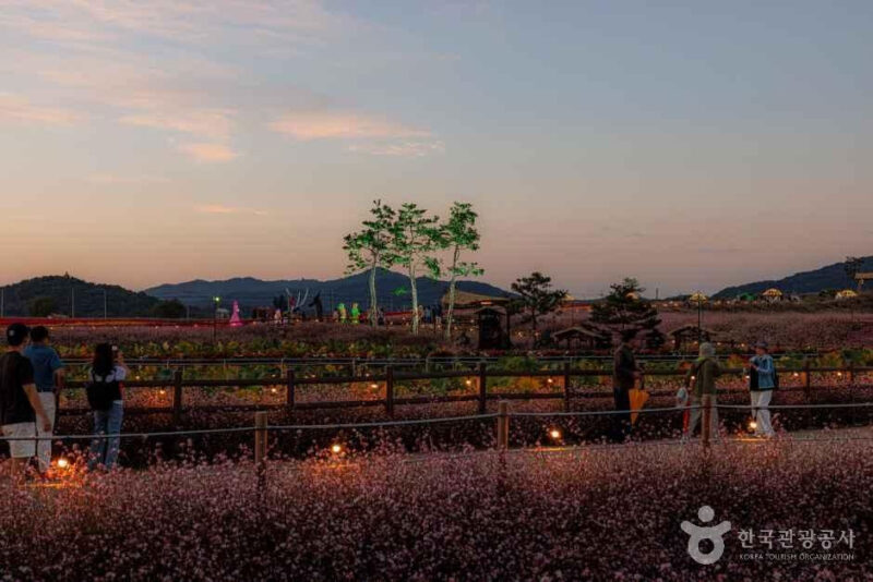 15万㎡が秋の花で埋め尽くされる場所があるって本当？