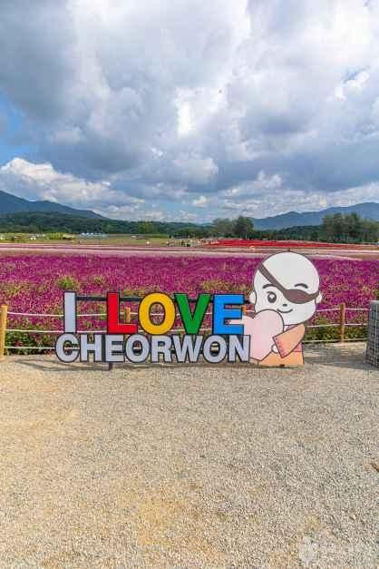 15万㎡が秋の花で埋め尽くされる場所があるって本当？