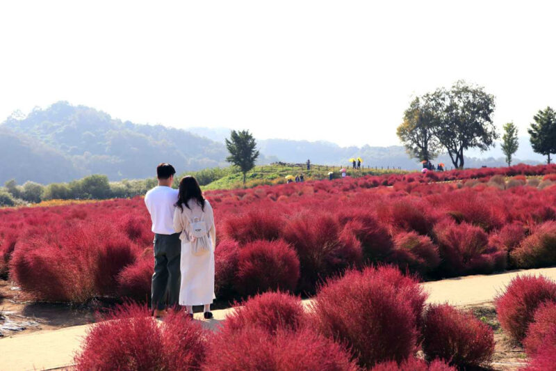 「緑からピンクへ」魔法のような絶景が見られる京畿道の旅行スポット
