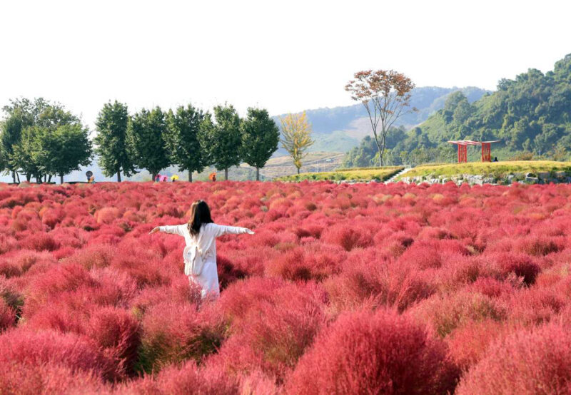「緑からピンクへ」魔法のような絶景が見られる京畿道の旅行スポット