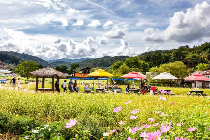 「海外旅行よりここへ」わずか10日間だけの絶景、一面に広がる「そばの花」の絨毯
