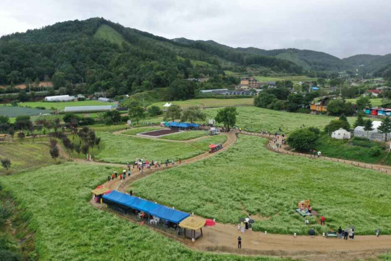 「海外旅行よりここへ」わずか10日間だけの絶景、一面に広がる「そばの花」の絨毯