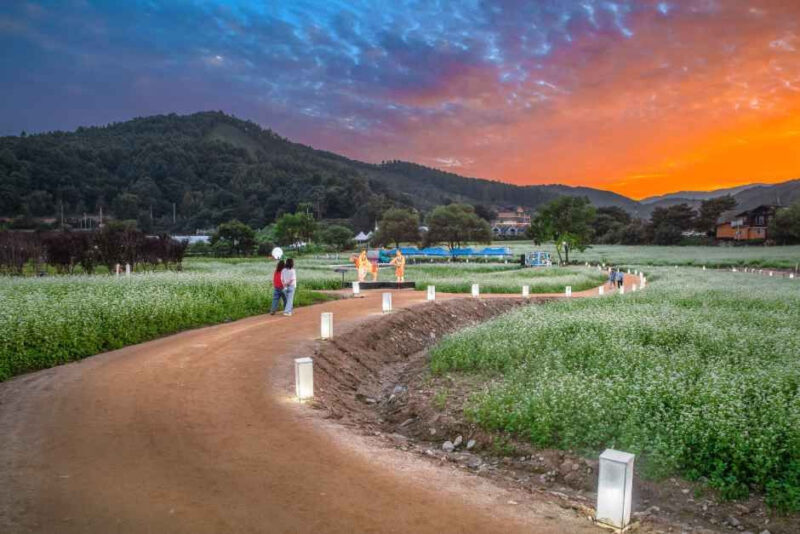 「海外旅行よりここへ」わずか10日間だけの絶景、一面に広がる「そばの花」の絨毯