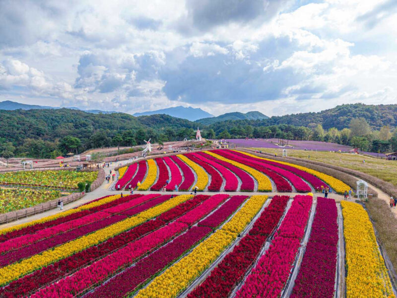「紅葉はまだ先!」今から待ち遠しい、9月の絶景花スポット