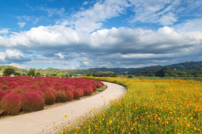 「紅葉はまだ先!」今から待ち遠しい、9月の絶景花スポット